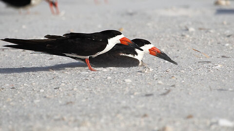 Black Skimmer Chick Hatches on a Windy Day.