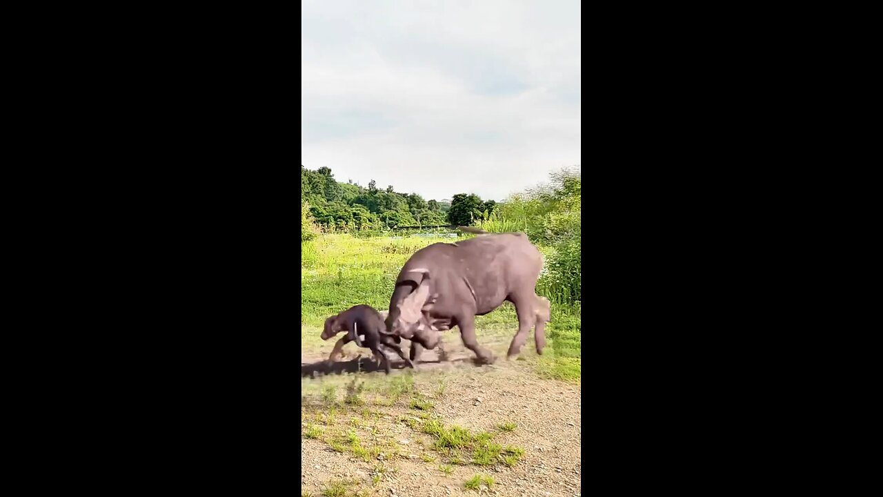 #buffalo #capebuffalo #buffalofight #buffalosounds #lionsvsbuffalo #africanbuffalo #americanbuffalo