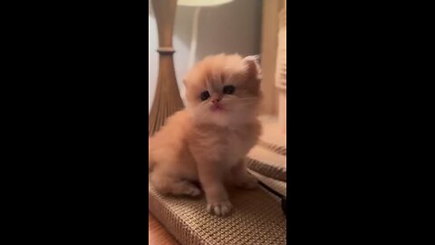 #cats #catsmemes #catsfunny cats funny video for laughing