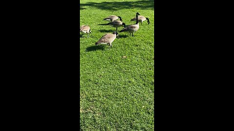 Canada Goose 🪿 #canadagoose #followme #shorts #viral #trending #goose