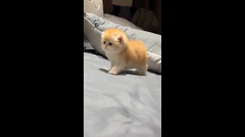Look at this cutie 🐈