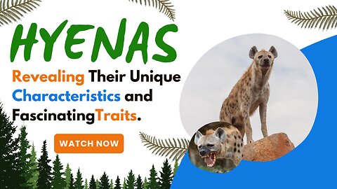 Hyenas, Revealing Their Unique Characteristics and Fascinating Traits.