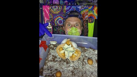 Mycology Mondays #123 Cloning from internal tissue Using my largest fruit ever