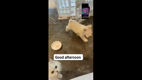 #Funny Dog's