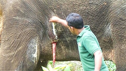 Huge angry bull suffering from a painful ABSCESS popped,,gets treated by brave humans