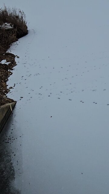 Animal Tracks on Riverbend Pond