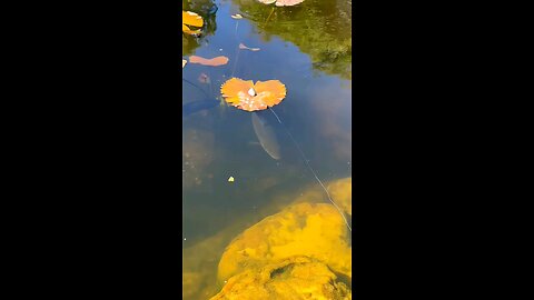 NEED FOR SPEED..!!!!