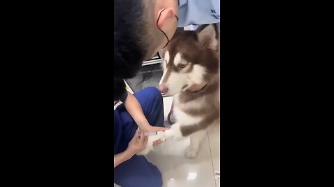 Dog Reaction To Injection