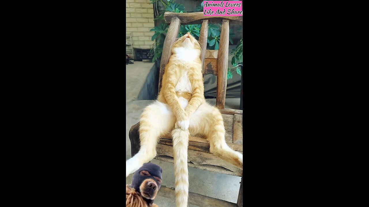 funny cat 😍😍