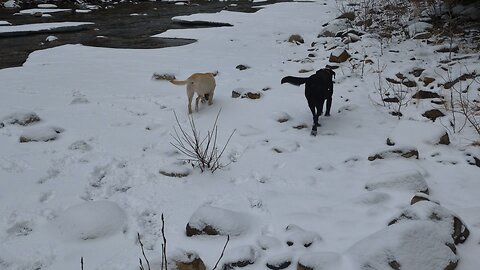 Velma Found A Bird & Scooby Fell Through The Ice