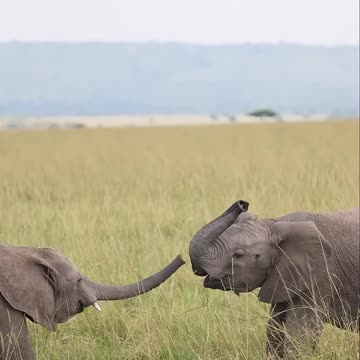 ‎A trunk with many uses 💚 🐘 #Elephant #Animals #Wildlife #Photography #Shorts