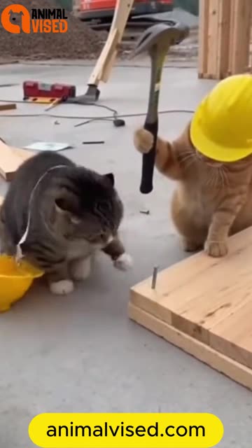 Cat Construction Fail vs Hammer 😂🐱 | Funny Cat Moment
