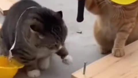 Cat Construction Fail vs Hammer 😂🐱 | Funny Cat Moment