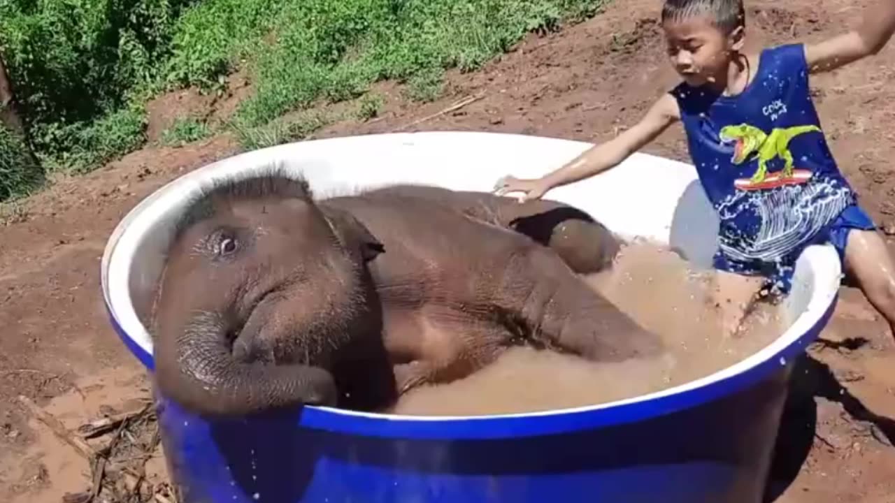 Adorable Moments: Baby Elephant Bathes with a Little Boy