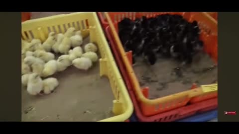 people are flipping chickens now