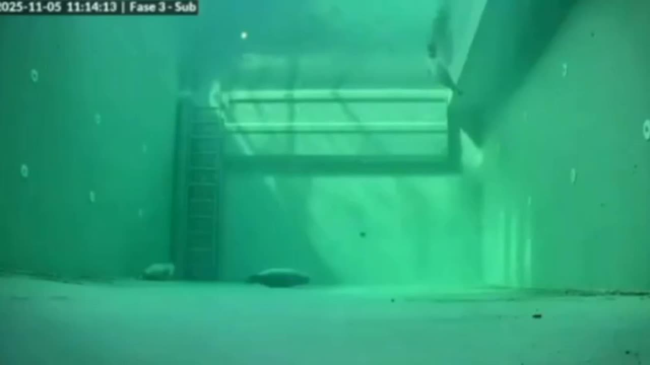 Seals sleeping patterns and behaviour