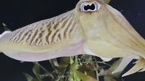 Cuddlefish peers into my soul @ Ripley's Aquarium