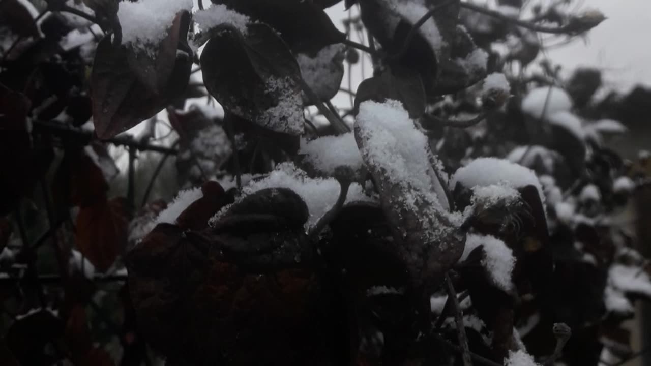 Clematis in winter