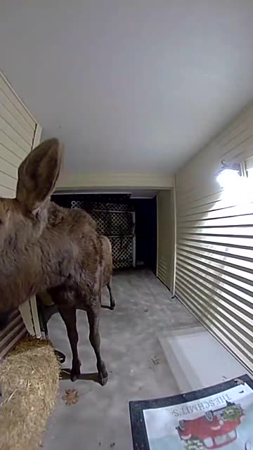 Moose Stops by the Front Door
