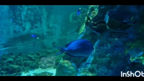 Southend sealife aquarium review