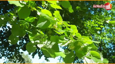 45 Beneficios de las Hojas de Tilo