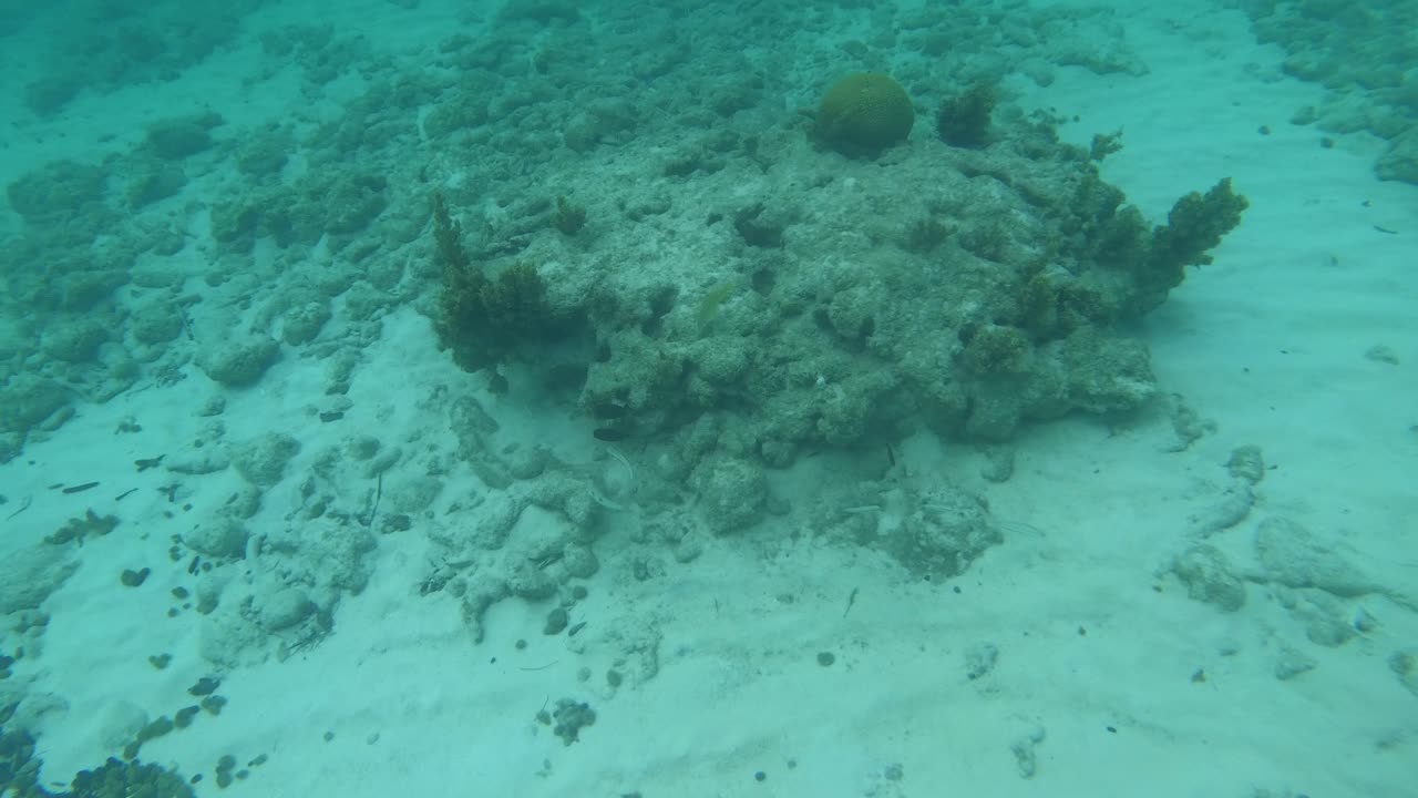 Spotted: Píntano & Black Surgeonfish snorkeling in Grand Cayman