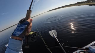 Chain Pickerel on the Fly