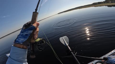 Chain Pickerel on the Fly
