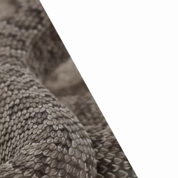 NEVER FORGET THE 2020 EXPERIMENT