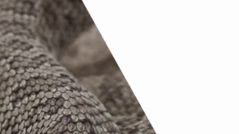 NEVER FORGET THE 2020 EXPERIMENT