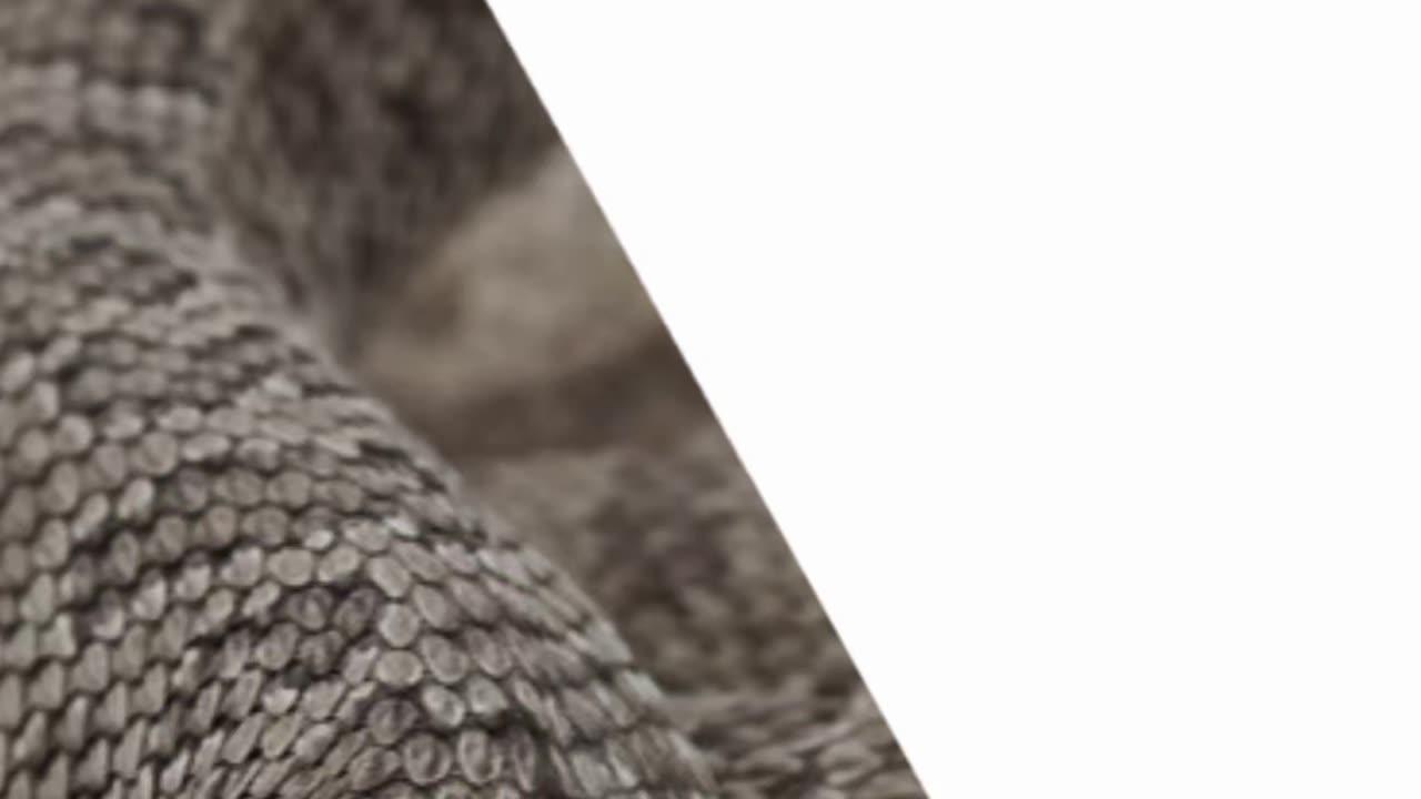 NEVER FORGET THE 2020 EXPERIMENT