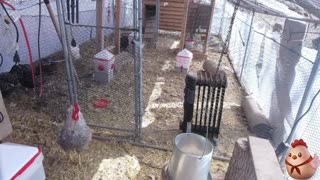 Chicken Live Stream