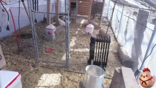 Chicken Live Stream