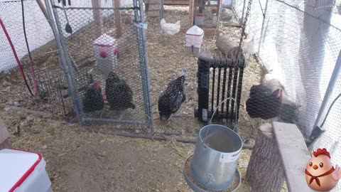 Chicken Live Stream