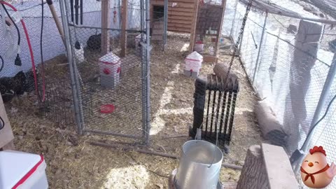 Chicken Live Stream