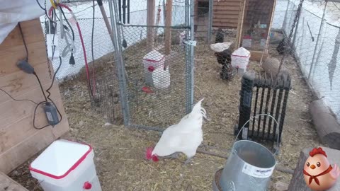 Chicken Live Stream