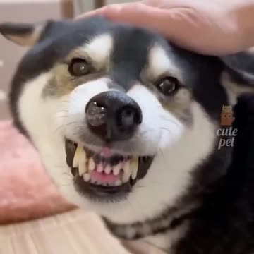 Try not to laugh! 😂 #funny #animalvideos #cute