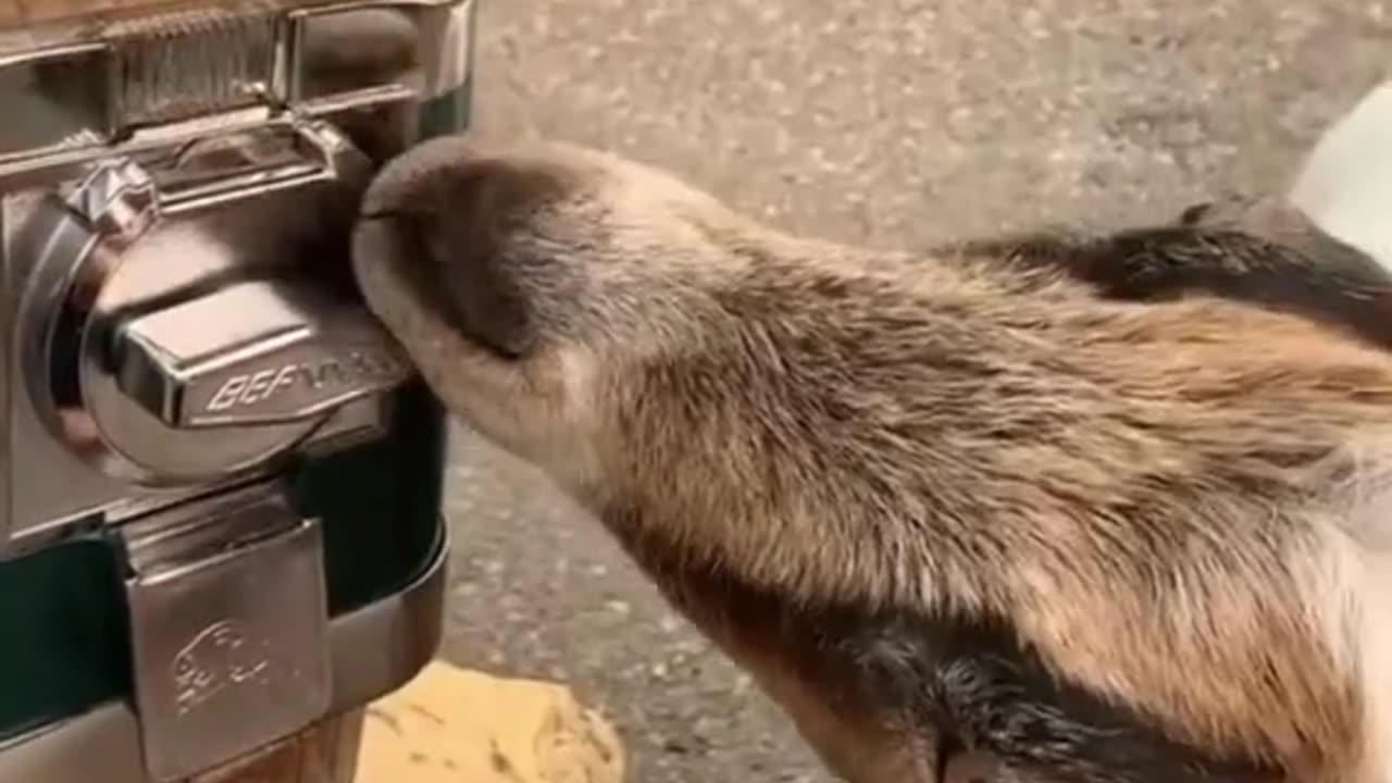 cat's video