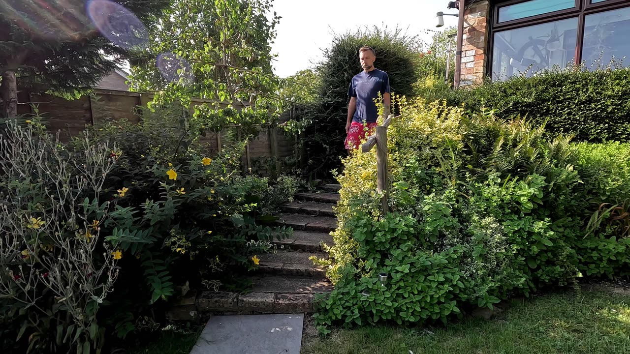 Trimming wisteria for better flowers next year (hopefully)