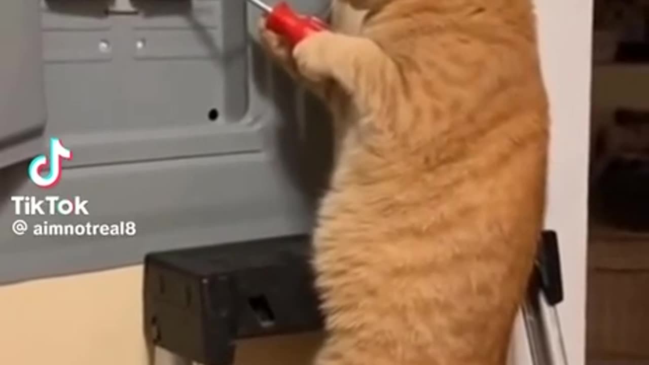 Sparky good name lol