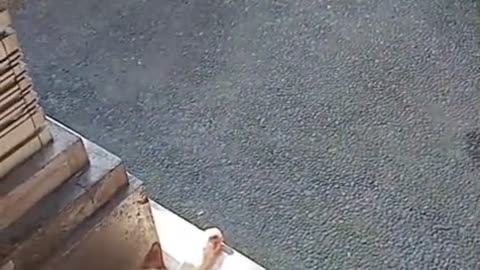 “Sneaky Duck Tries to Steal Water but Two Cats Guard the House Like Ninjas!”