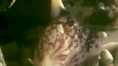 It swallow everything he sees 😯