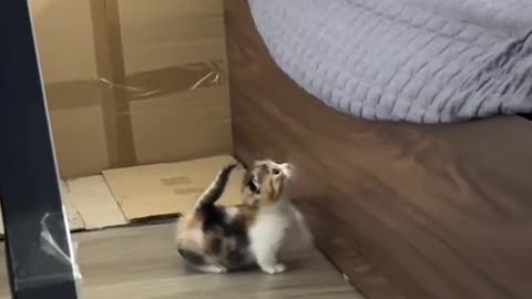 Dog's Comedy Videos 🤣 so cute videos and puppies comedy scenes 😂 so cute 🥰 🥰 🥰 🥰