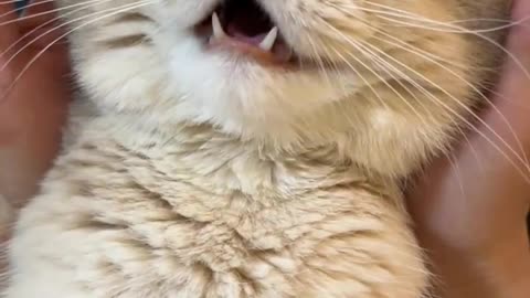 Super stress-relieving cat brand pinching fun! Aite shows you what you like!
