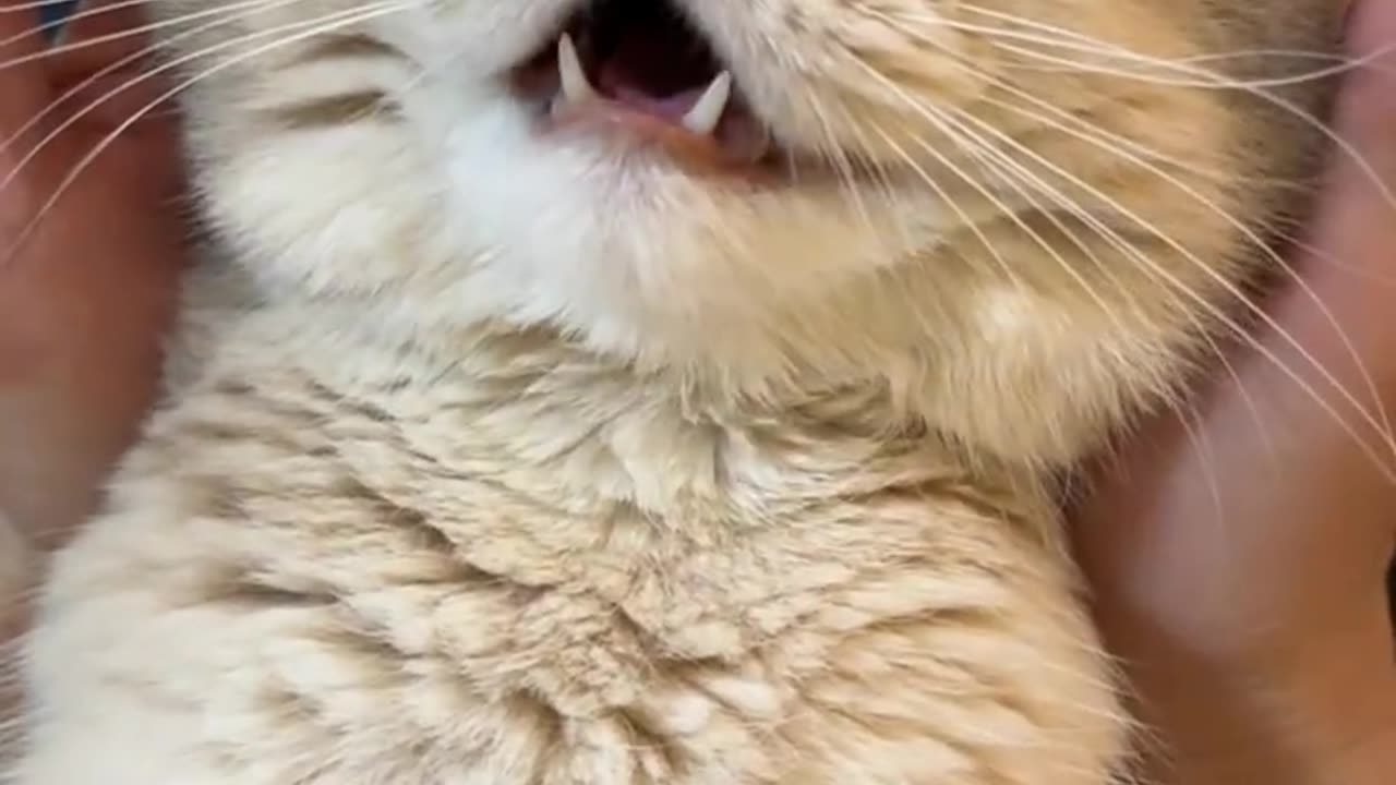 Super stress-relieving cat brand pinching fun! Aite shows you what you like!