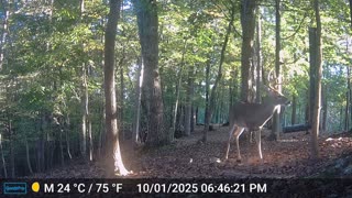 The Woods – 10/02/2025