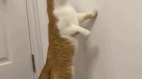 Funny Cat Reaction