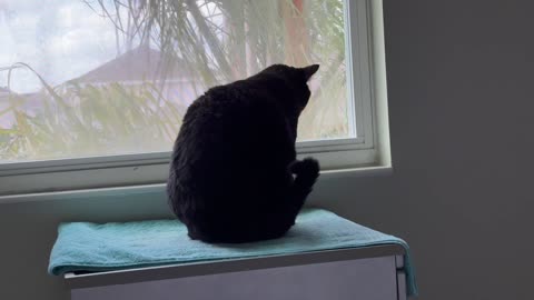 Cute Precious Piper Actively Looks Out the Window - Adopting a Cat from a Shelter Vlog