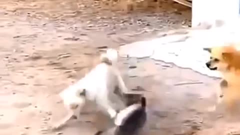 Cat and dog fight🐕🐈