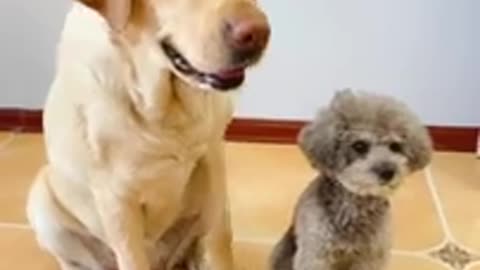 Baby Animals